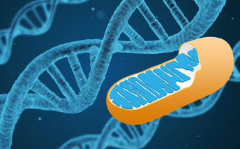 Tomsk colleagues shared research data on Mitochondria with our scientists