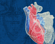 Young scientists from Tyumen Cardiology Research Center and Tomsk Cardiology Research Institute successfully participated in “Heart Failure -2016”